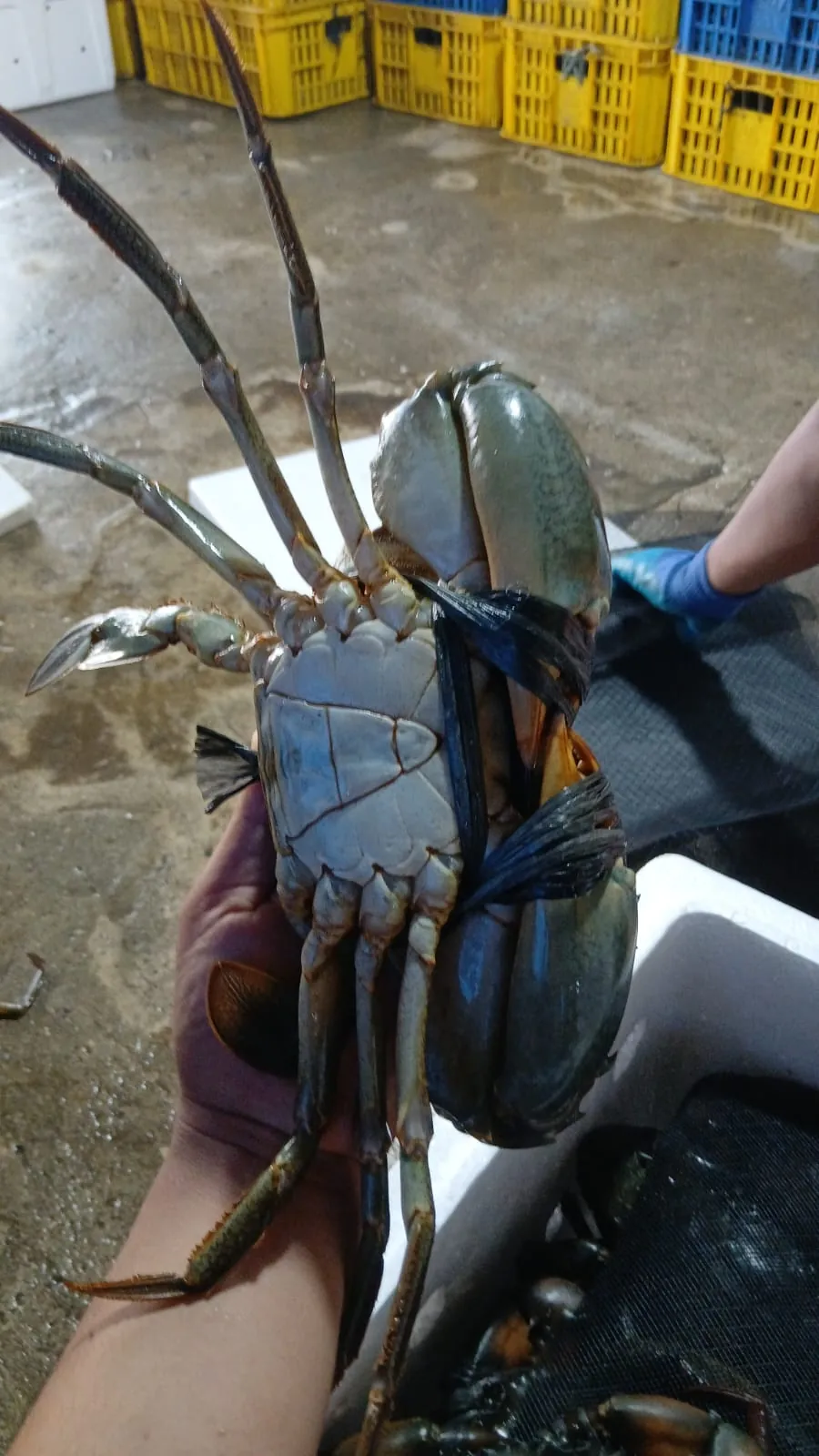 Detail kepiting segar berukuran besar dari sisi bawah